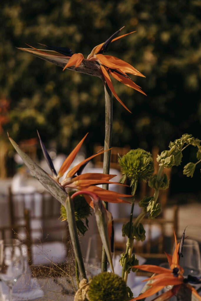 marina_stefan_NovaFrameFvs-17